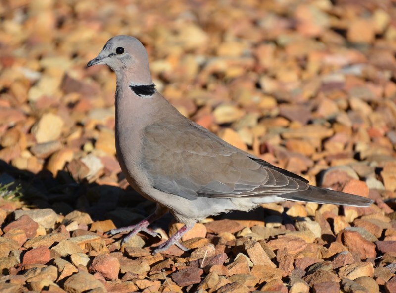 Streptopelia roseogrisea