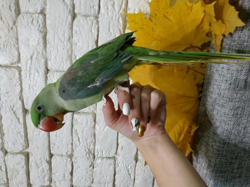 Пиррура Сенегальский