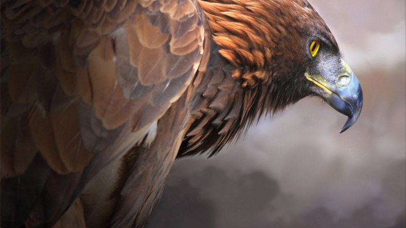 H is for Hawk