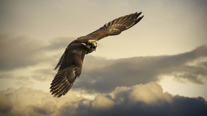Falco subniger — чёрный Сокол