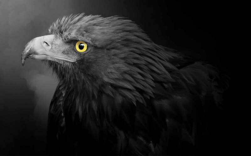 Орел могильник (Aquila heliaca Savigny)