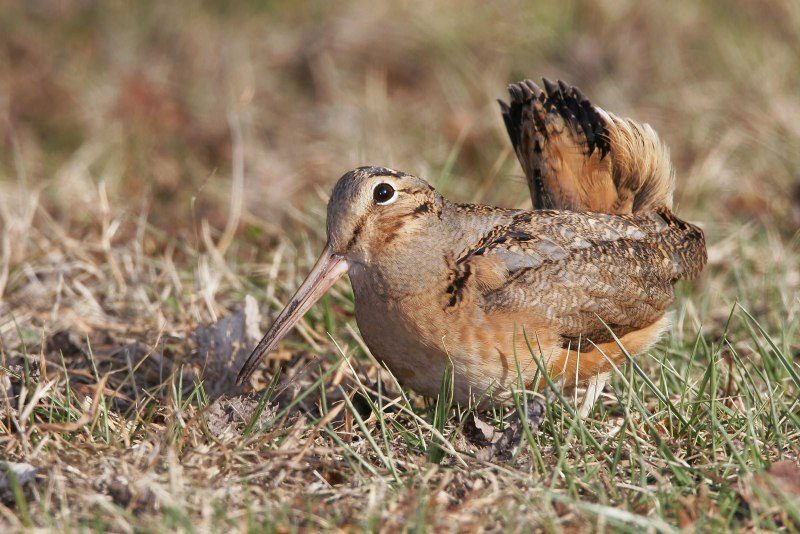 Большая чечевица (Carpodacus rubicilla)