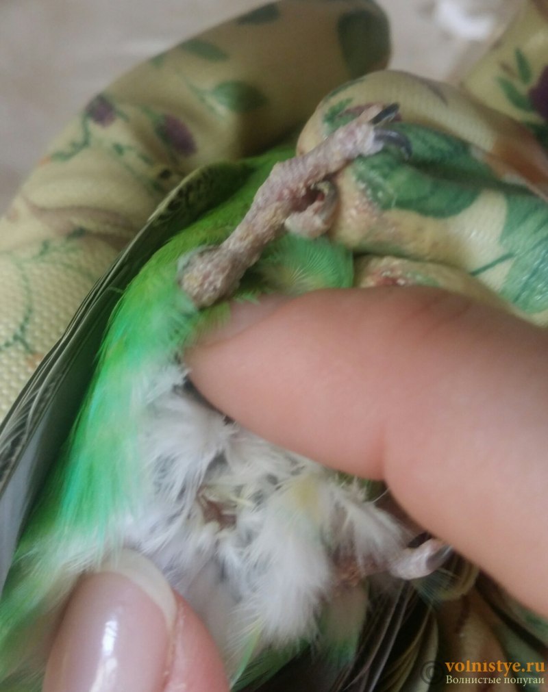 Ушки у попугаев