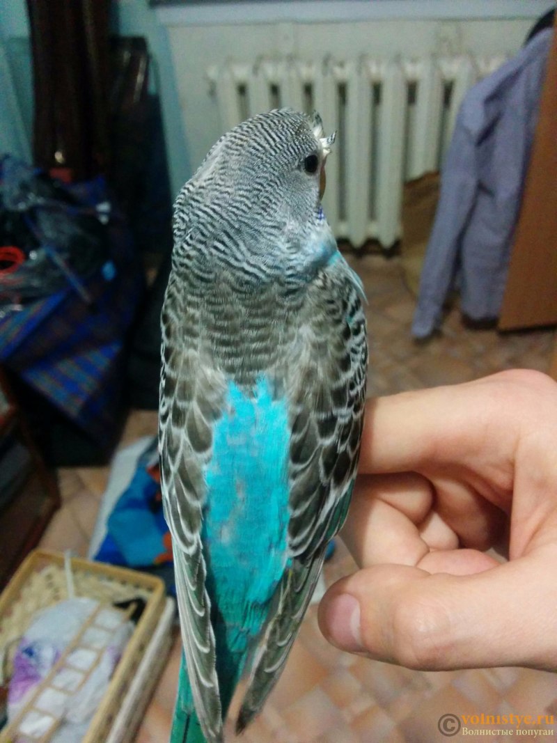 Попугай с холкой