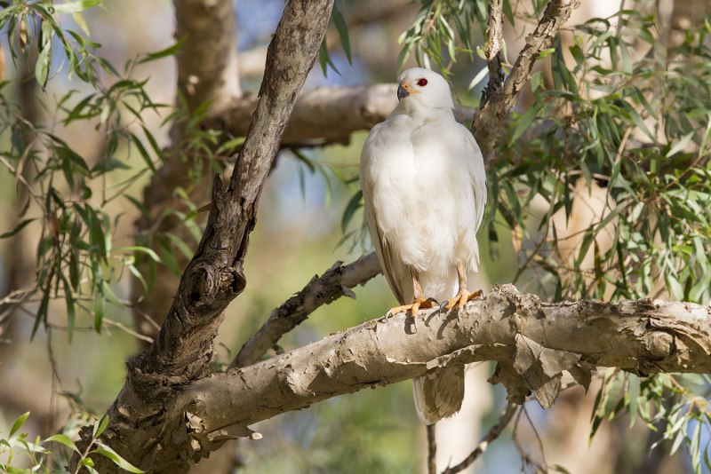 Grey Goshawk