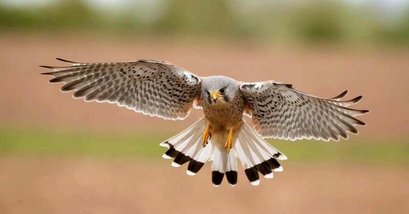 Светлый ястреб Accipiter novaehollandiae