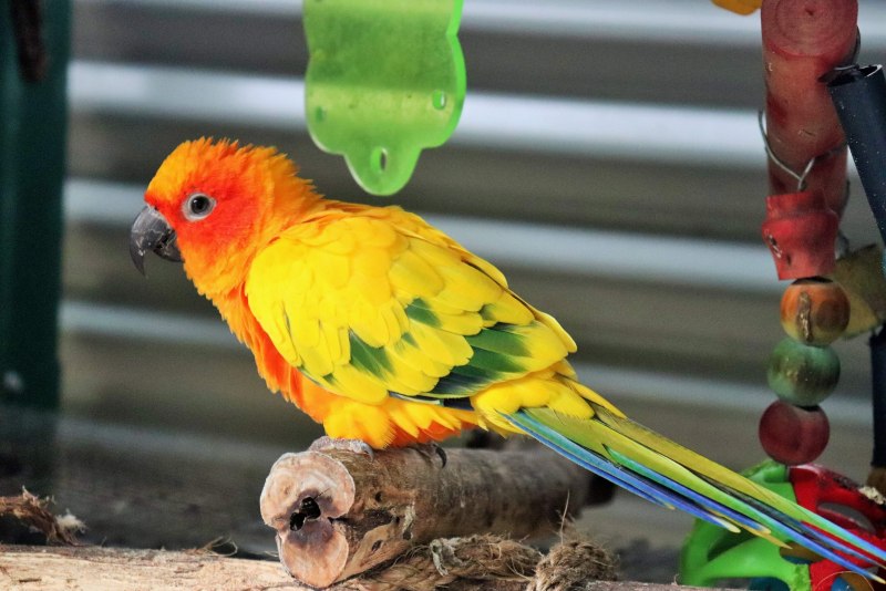 Jandaya Parakeet