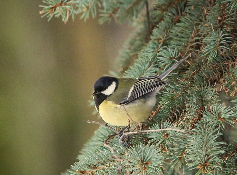 Poecile palustris Poecile montanus