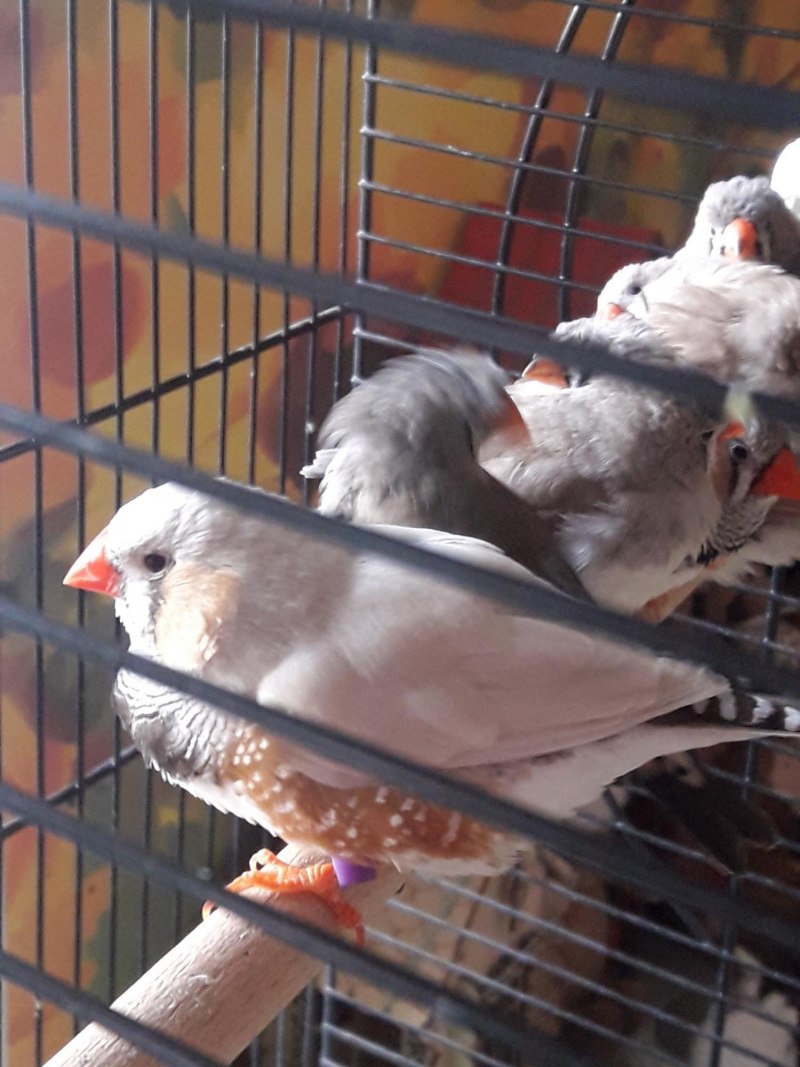 Японские амадины