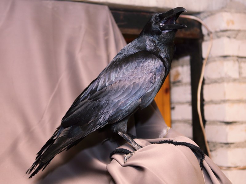 The Gray Crow and its Maintenance at Home