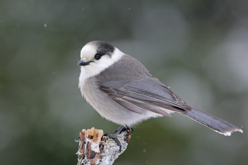 Tufted Titmouse