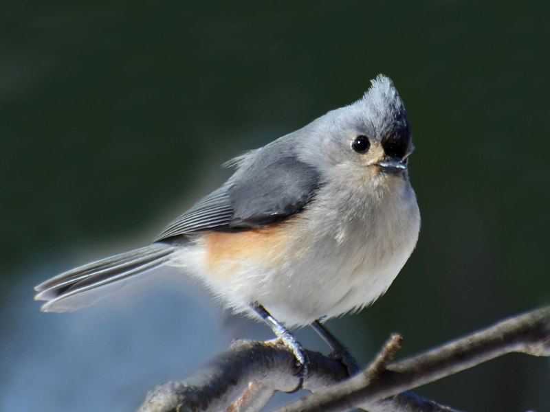 Gray Catbird