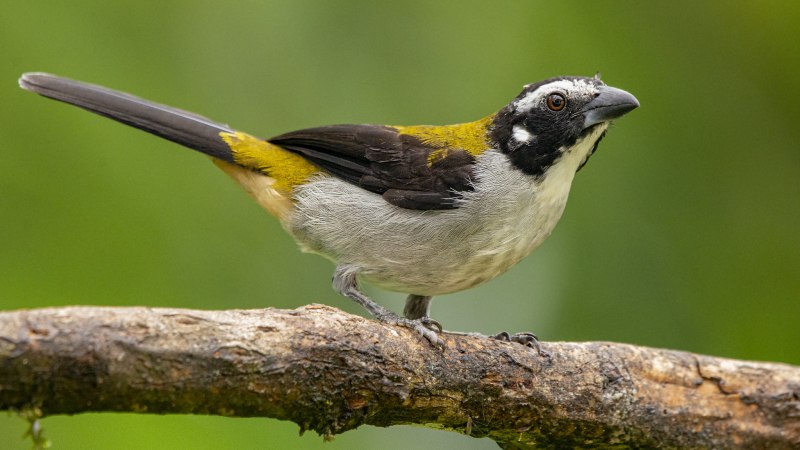 Picumnus olivaceus