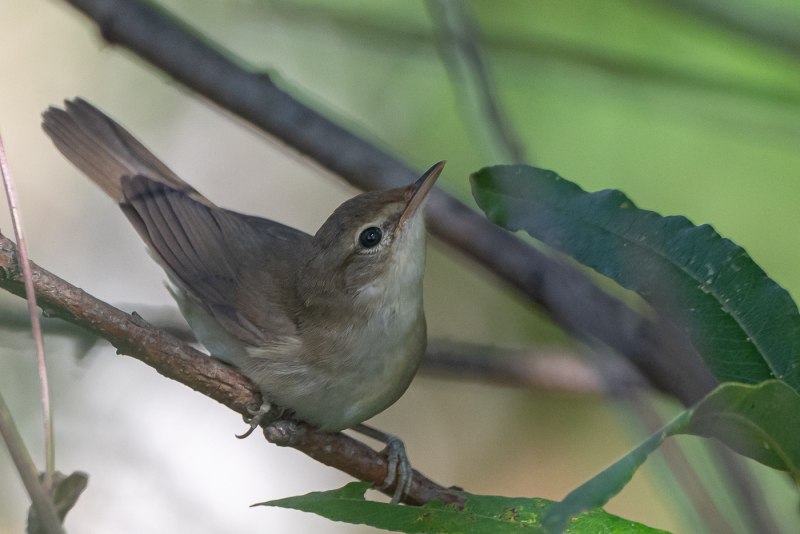 Садовая камышевка (Acrocephalus dumetorum) ареал