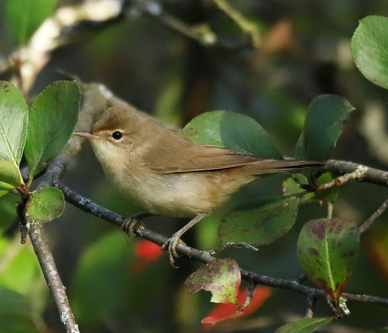 Садовая камышевка (Acrocephalus dumetorum) ареал