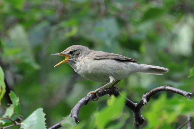 Садовая камышевка – Acrocephalus dumetorum