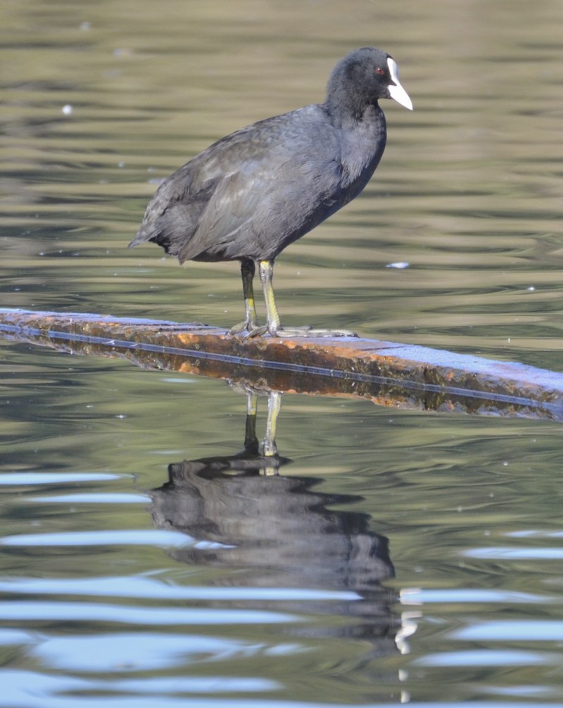Coot PNG
