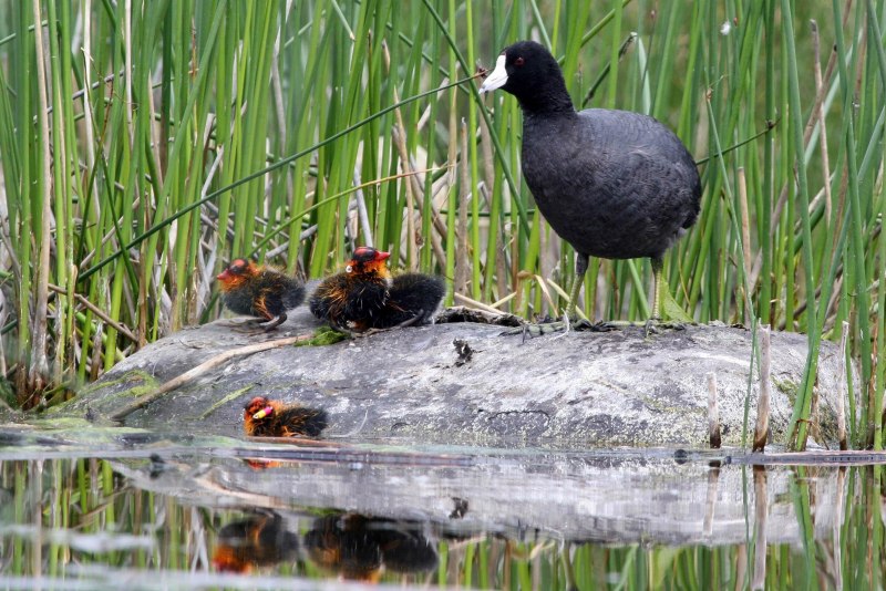 Лысуха Fulica atra