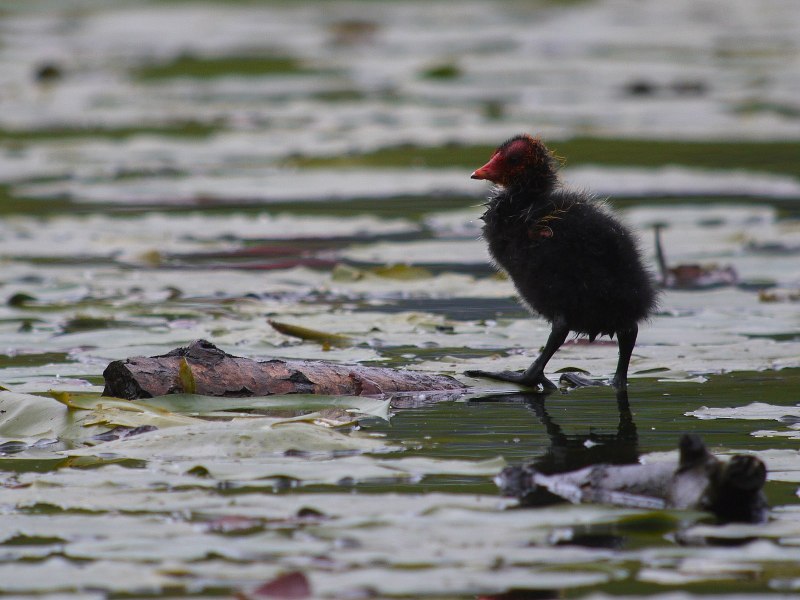 Американская лысуха (Fulica Americana)