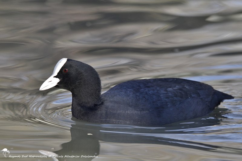 Лысуха – Fulica atra (l., 1758)