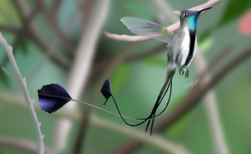 Колибри Marvellous Spatuletail