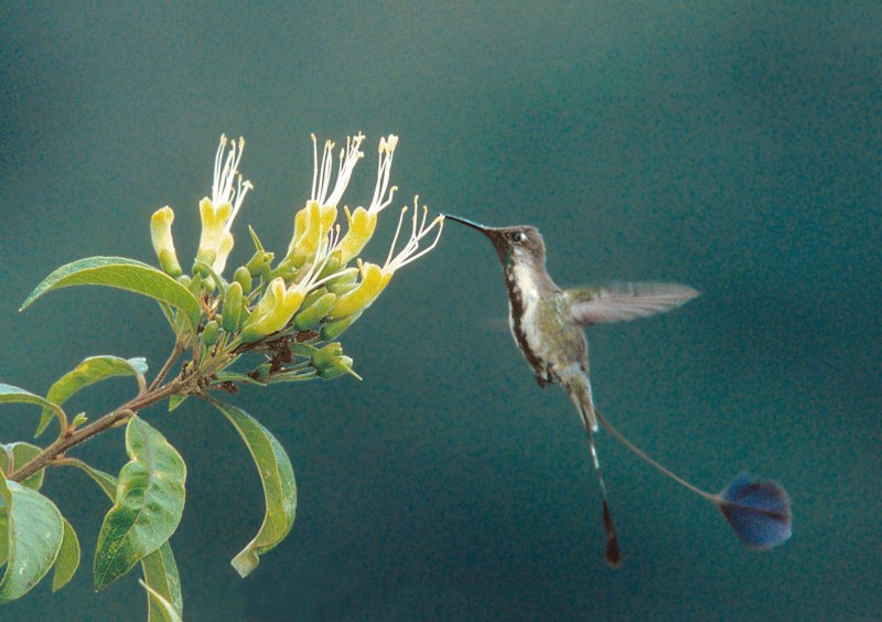 Loddigesia Mirabilis