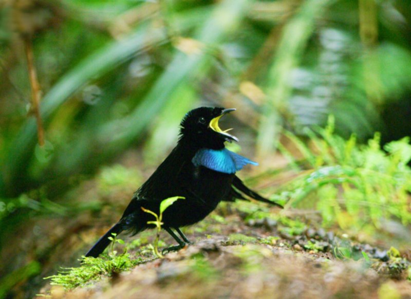 Paradisaea Rudolphi