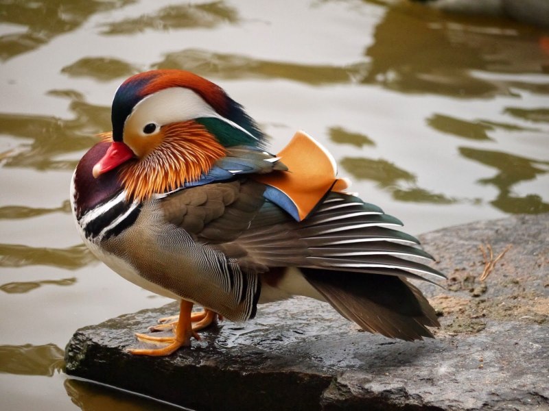 «Утка Мандаринка (Aix galericulata