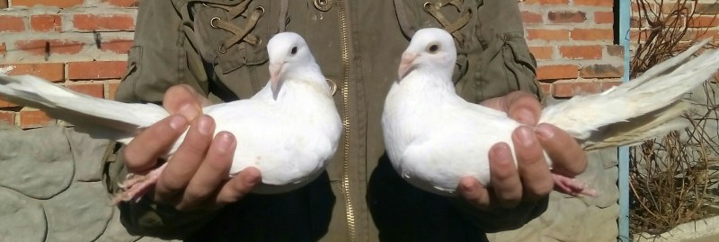 Одесский Турман