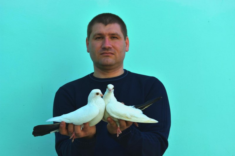 Самые красивые голуби домашние