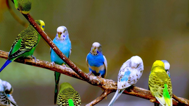 Волнистых попугаев разных окрасов (53 фото)