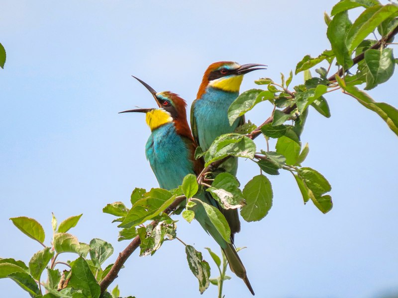 Золотистая щурка merops apiaster (Linnaeus, 1758)