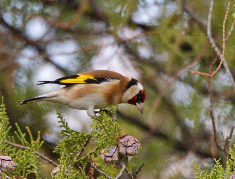 Щегол (лат. Carduelis)