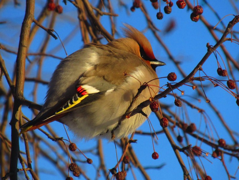 Bohemian Waxwing птица