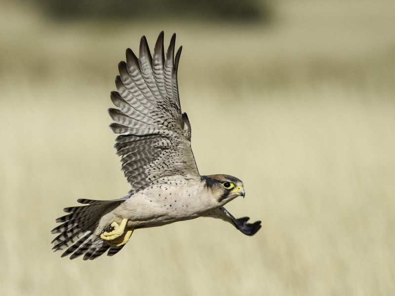 Ланнер (Falco biarmicus)