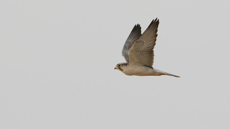 Falco concolor