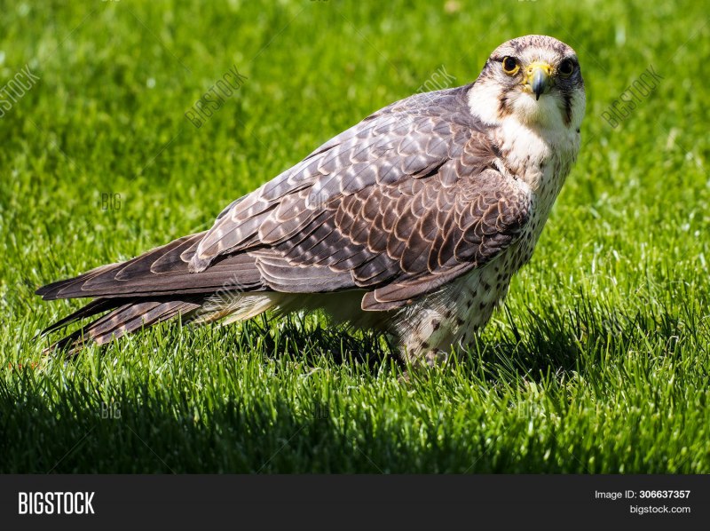 Lanner Falcon