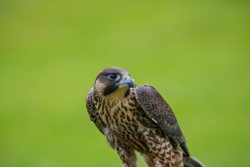 Lanner аватарка