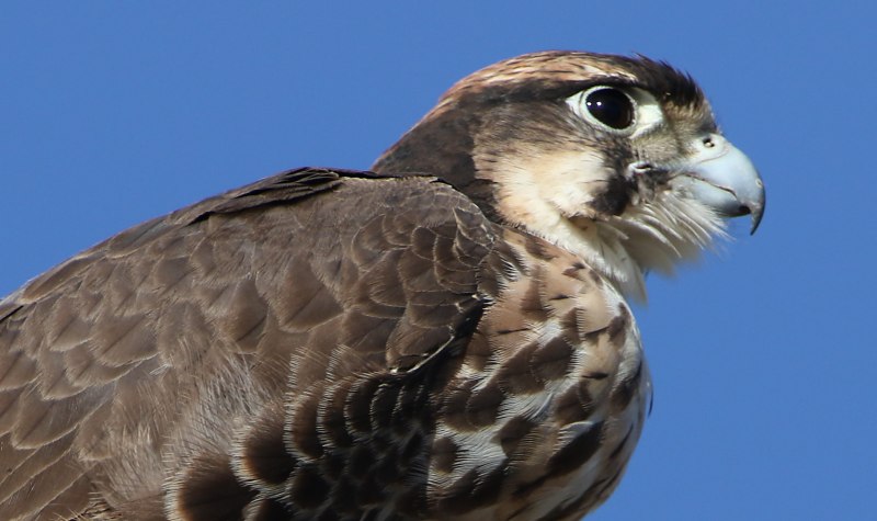 Falco biarmicus