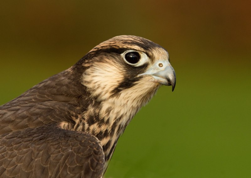 Yellow Hawk