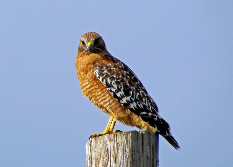 Falco novaeseelandiae