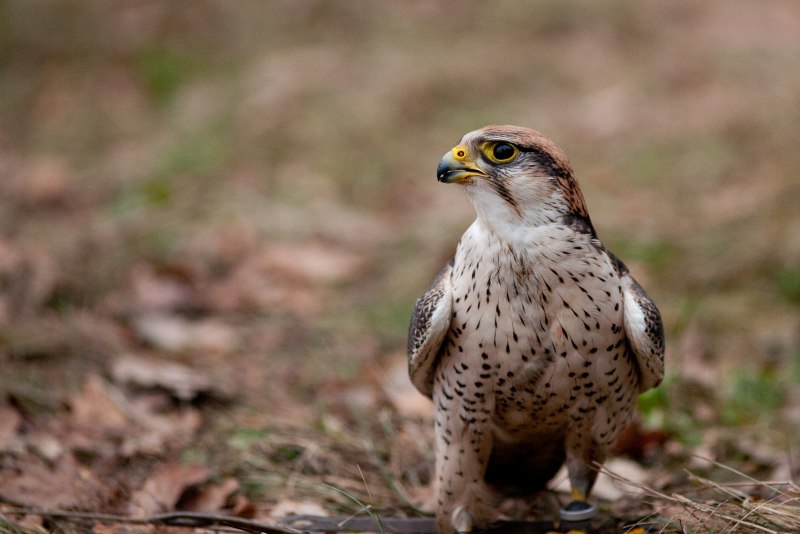 Lanner Falcon