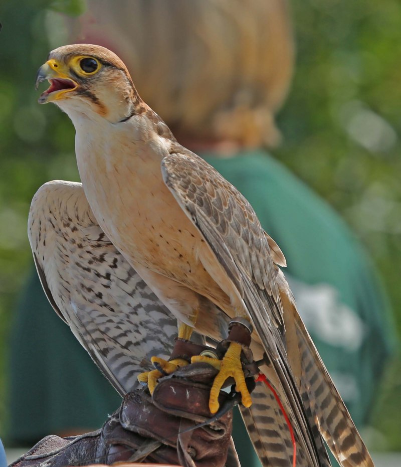 Falco biarmicus