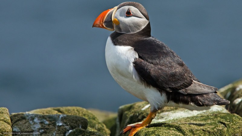 Atlantic Puffin птица