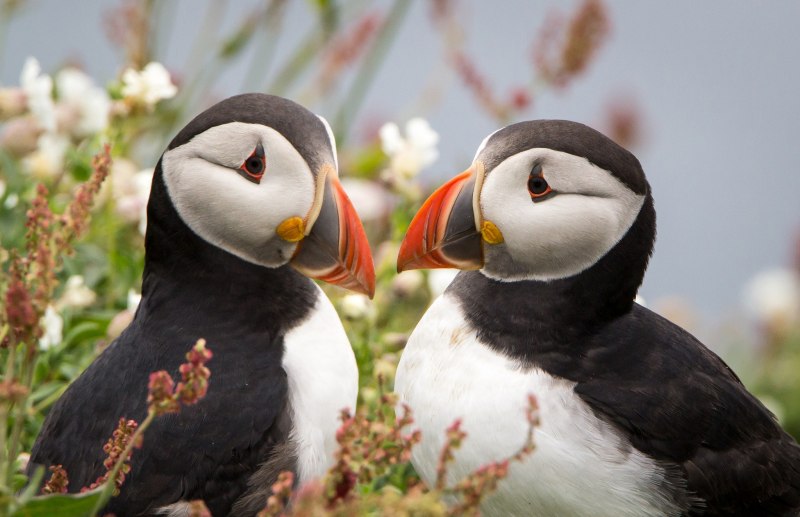 Atlantic Puffin птица