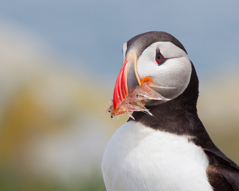 Тупик Fratercula Arctica