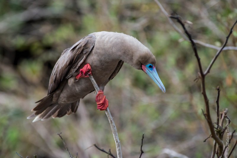 Red Footed Booby