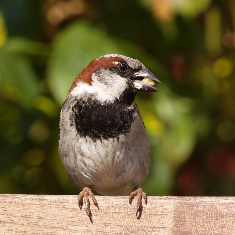Passer gongonensis