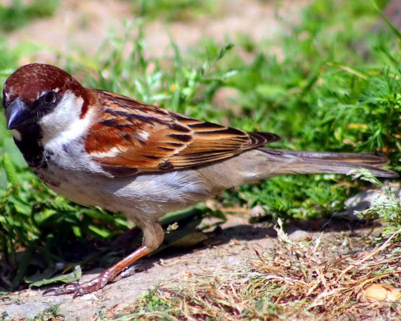 Passer castanopterus