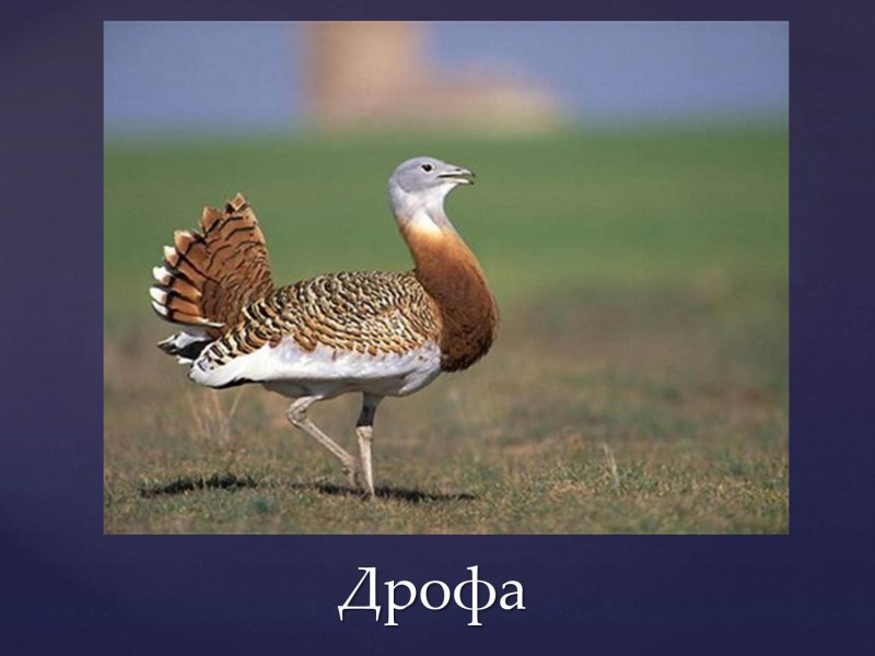 Дрофы слайд
